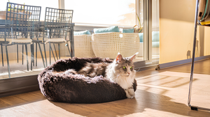 CHOOSING PERFECT PET BEDS