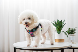 Unleash the Fun with Our Pet Walking Leash Vest Style Harness